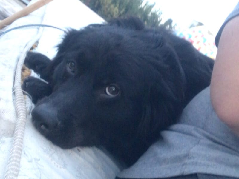 Para adoptar