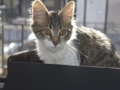 gatito en adopcion