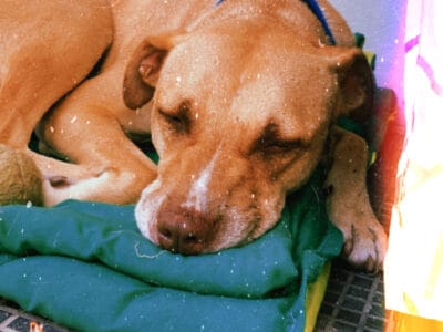 CIRO EN ADOPCIÓN ¡URGENTE!