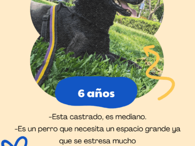 Zico necesita un hogar nuevo