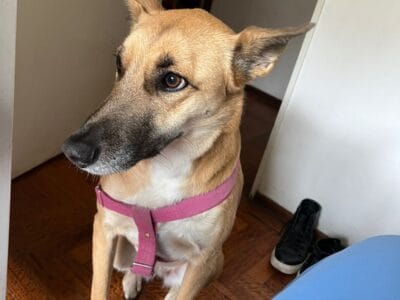 Nala, una dulzura.