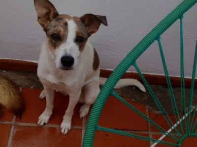 Se da en adopción