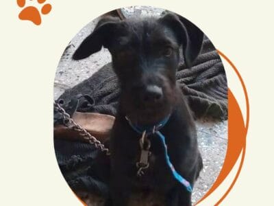 ADOPCION RESPONSABLE
