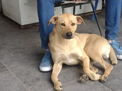 KurtCo Busca Hogar