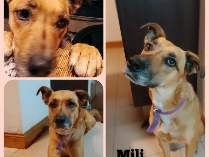 PERRA EN ADOPCION