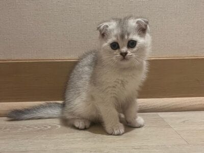 Scottish Fold