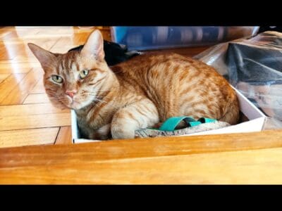 Panchito, gato naranja de 6 años