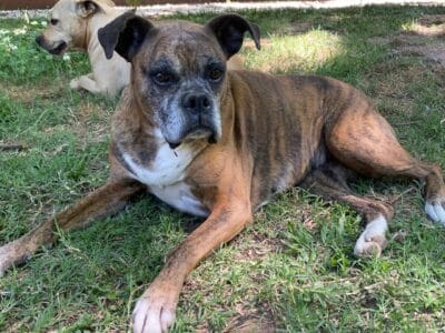boxer perra 3 años 9 meses