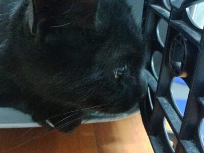 Gato en Adopción o transito