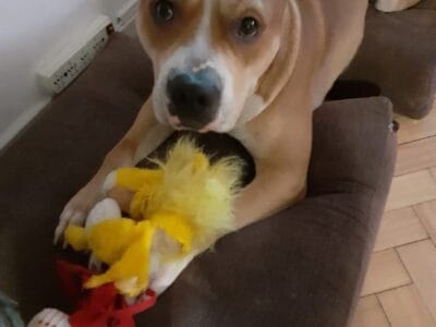 Pit bull muy manso en adopcion!