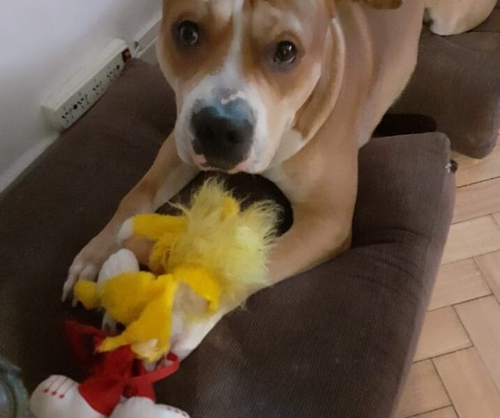 Pit bull muy manso en adopcion!