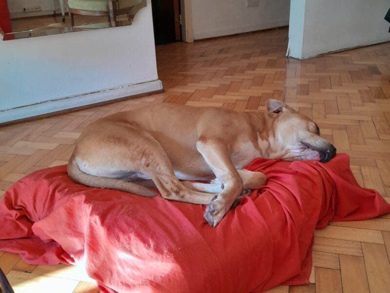 Pit bull muy manso en adopcion!