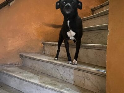 Cachorro en Adopción