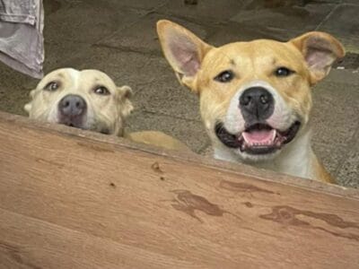 Rocco en adopcion