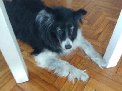 Border collie en adopción