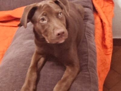 Simba macho 4.5 meses labrador