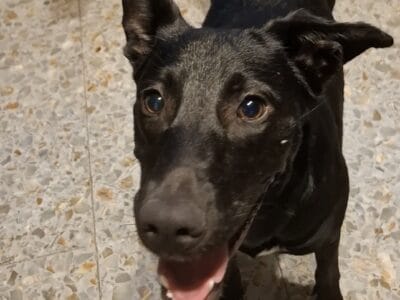 Mora en Adopción