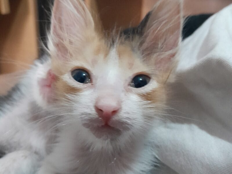 adopción responsable