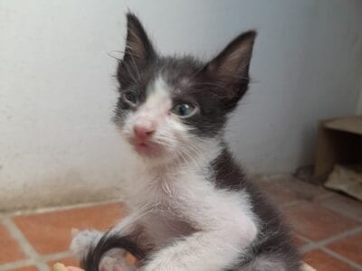 adopción responsable