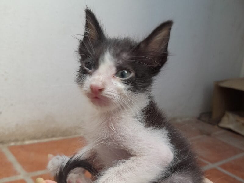 adopción responsable