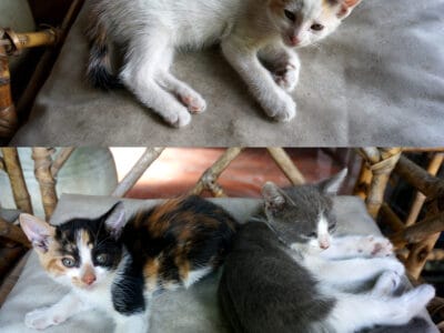 Adopción de 3 gatitos, juntos o por separado.
