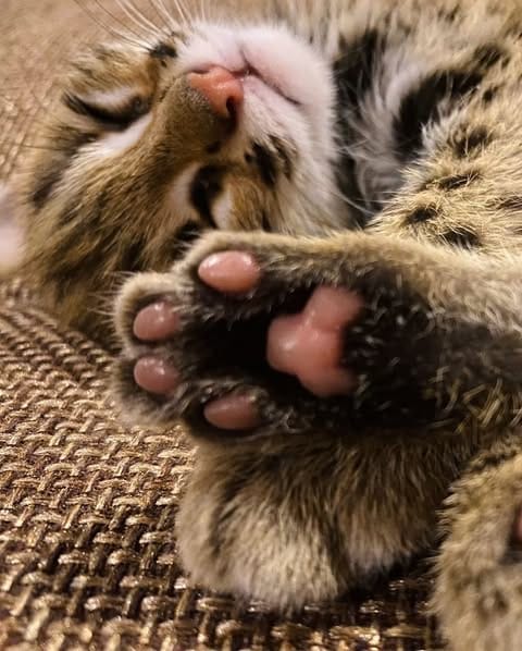 gatito ocelote
