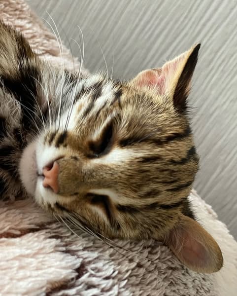 gatito ocelote
