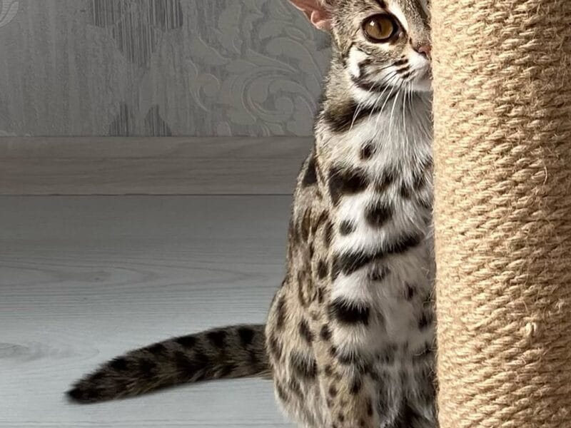 gatito ocelote