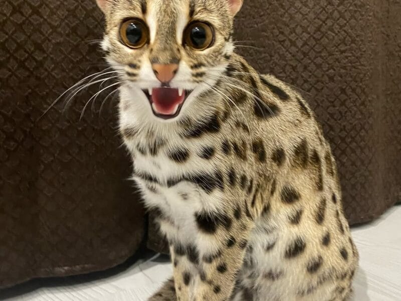 gatito ocelote