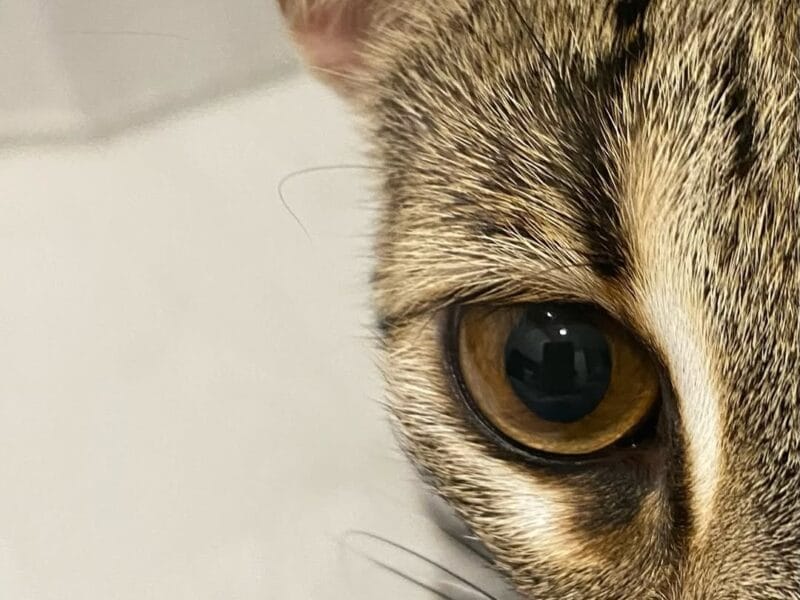 gatito ocelote