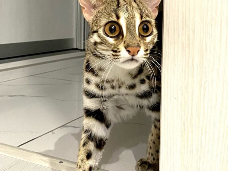 gatito ocelote