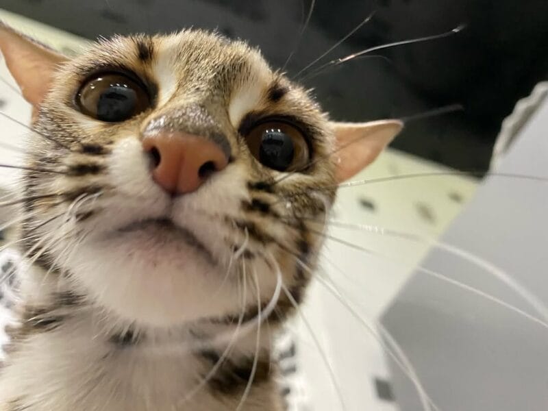 gatito ocelote