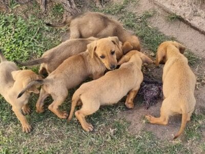 Doy en adopcion con 66 dias de nacidos