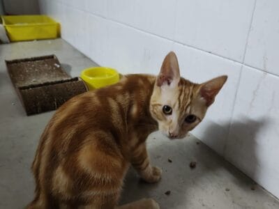 Gato en adopcion 3 meses