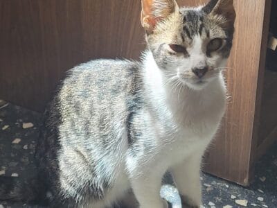 ADOPCION RESPONSABLE