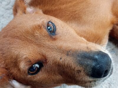 Perrita en adopción
