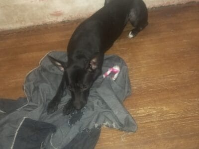 Kira 10 meses en adopcion responsable urge mucho!!!