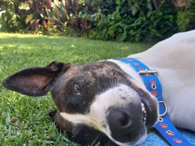 Panchita busca familia