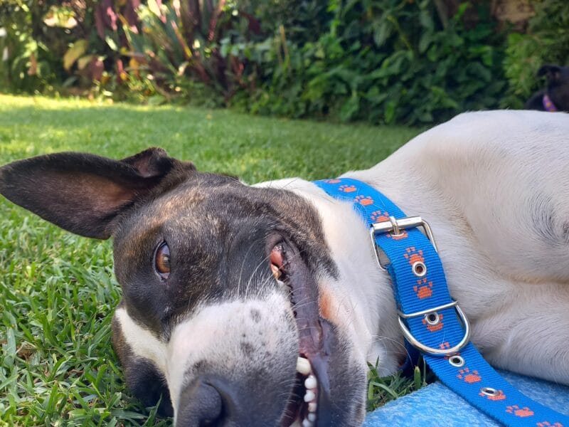 Panchita busca familia