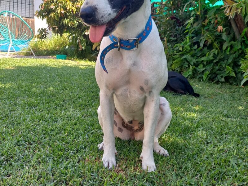 Panchita busca familia