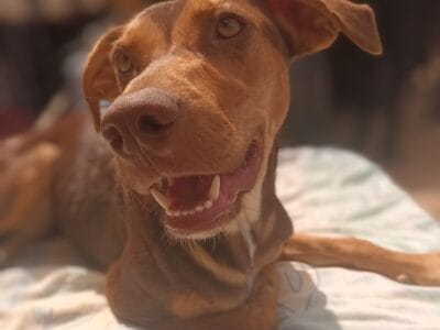 Perritas de 10 meses