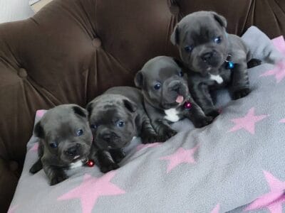 Adorables Cachorros De Bulldog Francés Azul Disponibles.