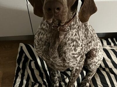 Adopción de braco alemán