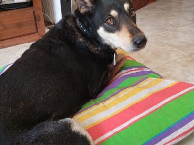 Lunei busca familia