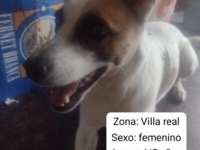 Perrita en adopción
