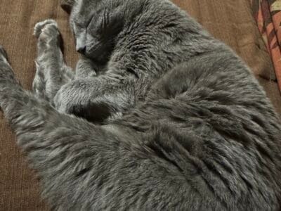 Busca casa gata dormilona