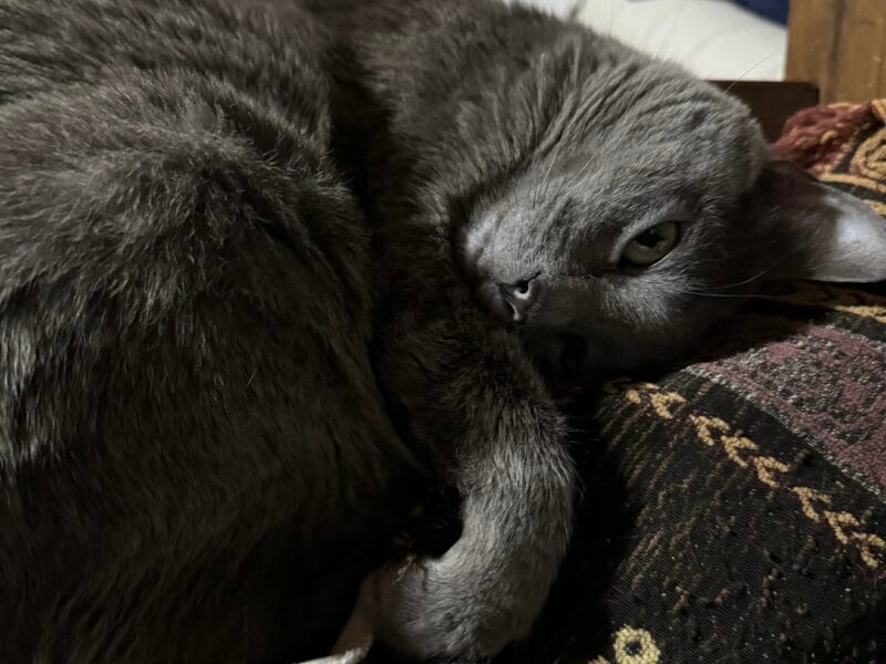 Busca casa gata dormilona