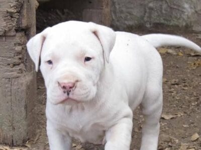 Dogo argentino