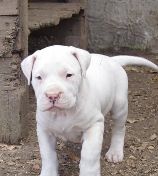 Dogo argentino