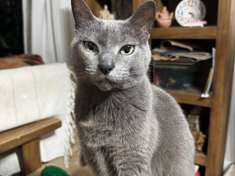 Busca casa gata dormilona